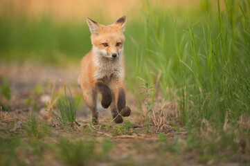 Young Red Fox running down a path