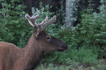 Profile of Elk with Velvet Antlers
