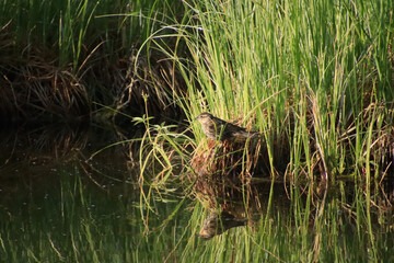 Song Sparrow in Reeds