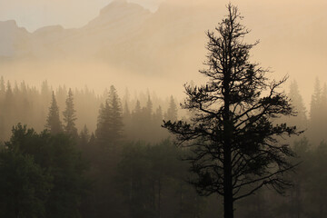 Mountains and Trees in the Fog