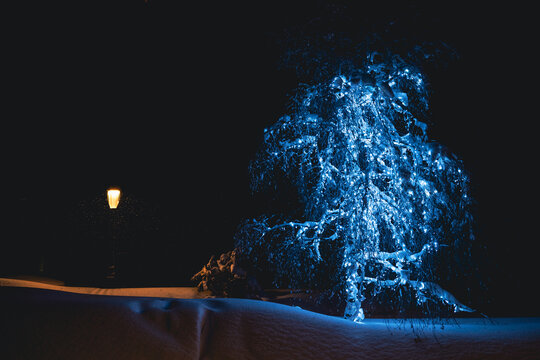 Tree and Lamp. Warm and Cold Light
