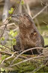 Close-up of an North American river otter