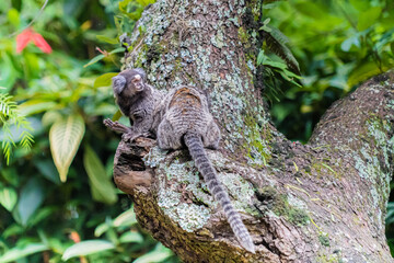 Naturaleza y arte en el parque ibirapuera