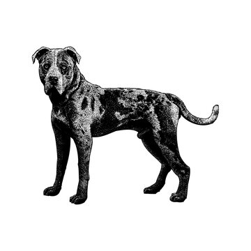 Catahoula Bulldog hand drawing vector isolated on background.