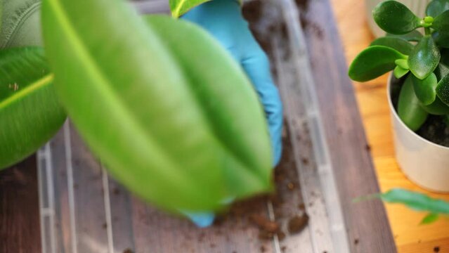 Gardener woman transplants fikus home garden plants into new pots for more favorable growth, home gardener takes care of indoor plants by changing the soil for plants