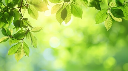 Fototapeta na wymiar Beautiful green leaves on blurred background, space for text. Spring season