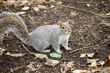 Squirrel 