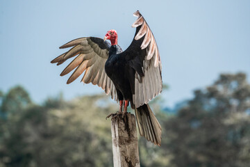 Turkey vulture bird in Costa Rica with wings spread