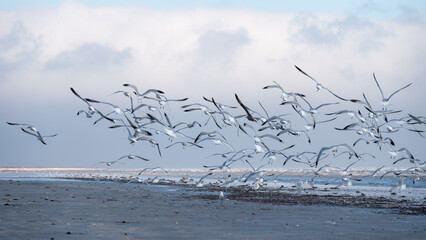 Birds fly over a sandy beach along the Gulf of Mexico.