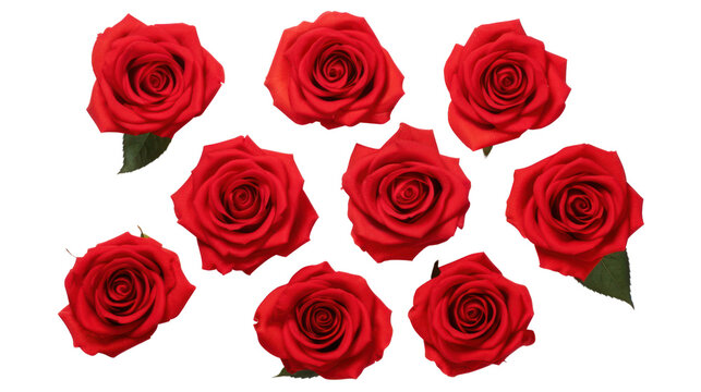 Collection of red roses isolated on transparent and white background.PNG image.