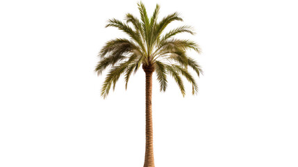  palm tree isolated on white background,beautiful coconut tree