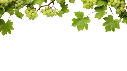 Fresh grapevine border, Isolated on white background, isolated on transparent and white background.PNG image.