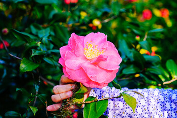 Rosa chinensis flower in Orlando Leu garden	