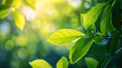 Fototapeta na wymiar Green leaf on blurred greenery background.Beautiful leaf texture in sunlight.background natural green plants landscape