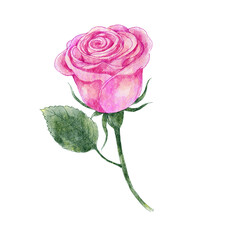 Rose of valentine's day . Realistic watercolor painting design . PNG .