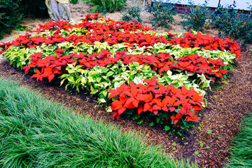 Orlando Leu Botanic Garden flower/plant in winter
