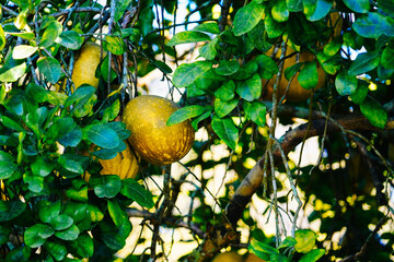Orlando Leu Botanic Garden flower/plant in winter	
