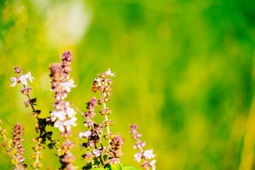Orlando Leu Botanic Garden flower/plant in winter	