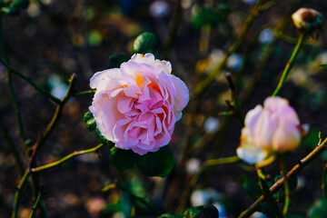  Rosa chinensis flower in Orlando Leu garden