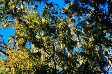 Fototapeta premium Orlando Leu Botanic Garden flower/plant in winter