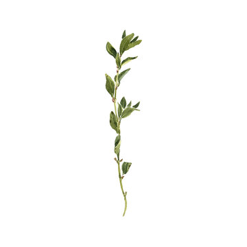 watercolor drawing plant of knotgrass with green leaves and flowers, Polygonum aviculare, isolated at white background, natural element, hand drawn botanical illustration