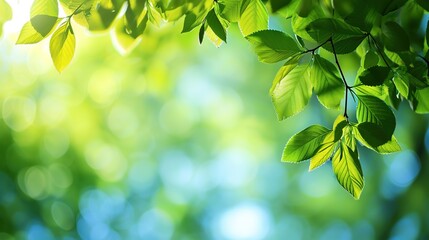Spring background, green tree leaves on blurred background