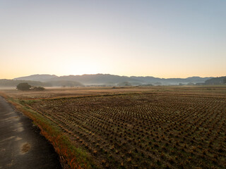 霧が漂う明日香村の田園風景