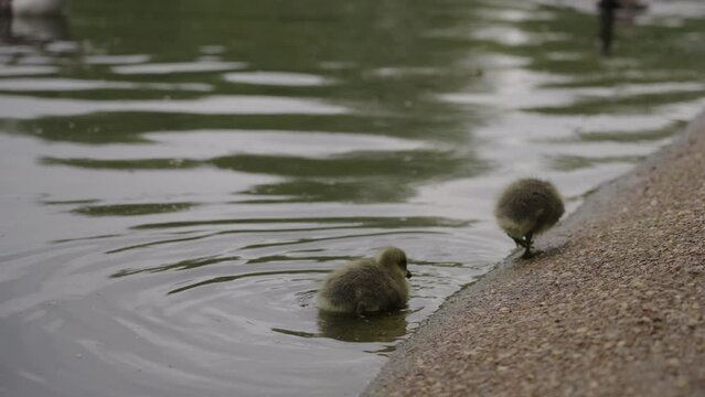 Two baby goslings walk along the shore of the lake with other birds in the water at St James's Park in Westminster, London in the spring