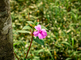beautiful flowers bloom with a bright purple color that grow wild in the forest
