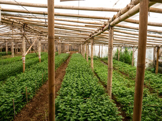 Chrysanthemums are grown in simple bamboo greenhouses
