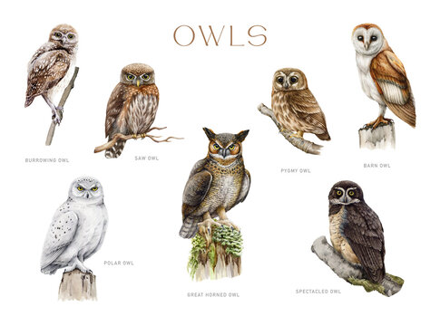 Owl set. Watercolor painted illustration. Different types of owl bird collection. Hand drawn barn, snowy, spectacled, burrowing owl, pigmy owlet. Forest wildlife predator avians. White background