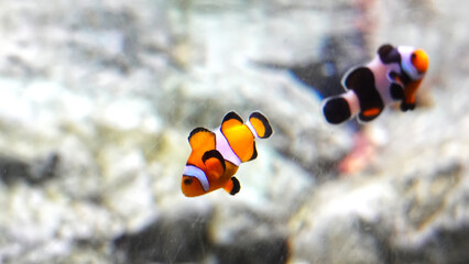 Nemo fish in tank aquarium for background.