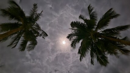 View of a cloudy sky at night and two palm trees