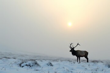 Lone stag silhouetted against a snowy landscape