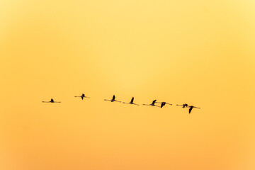 Glock of Greater Flamingos flying in orange background