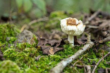 버섯, Mushroom