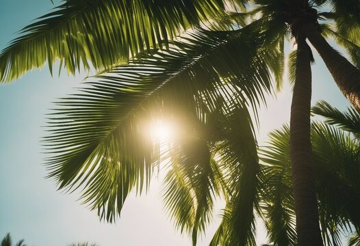 Photo of sun rays passing through the lush green palm tree leaves beach summer concept background