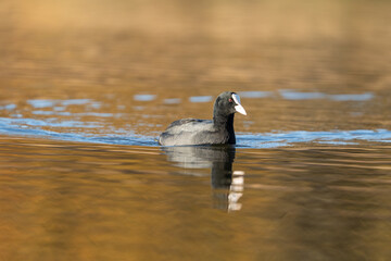 Coot swimming in water
