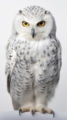 portrait owl close-up