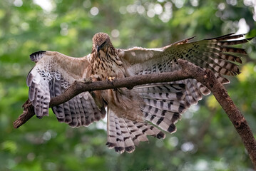 Changeable hawk eagle catching a prey
