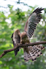 Changeable hawk eagle catching a prey