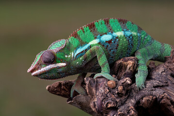 Female chameleon panther on a tree branch