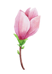 Watercolor magnolia bud isolated. Hand drawn pink flower for greeting cards, invitations. Botanical hand painted illustration