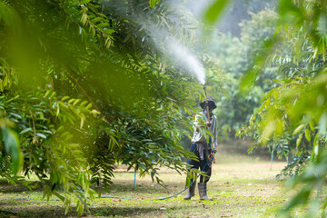 Workers spraying durian trees To prevent insects from eating the leaves.