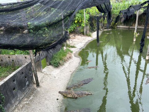 Sandakan Crocodile Farm. The second largest town in Sabah, Malaysia. Known as the Natural City, Sandakan visitors have the opportunity to explore wildlife sanctuaries and discovery centers.