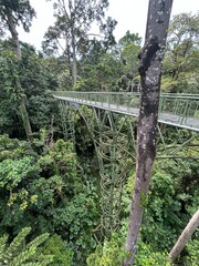 Rainforest Discovery Center. Sandakan is also the second largest town in Sabah, Malaysia. Known as...