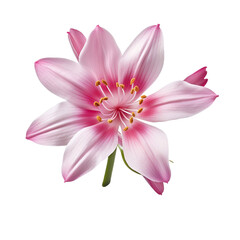 Ixia isolated on transparent background