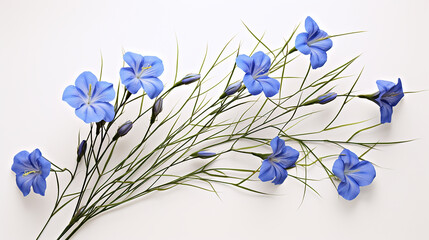 white background with 3D representation of flax plant, with delicate blue flowers and slender stems - obrazy, fototapety, plakaty