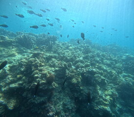 The best diving spot Sipadan Island, Sabah state in Malaysia.