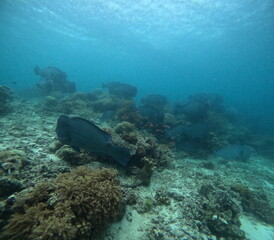 The best diving spot Sipadan Island, Sabah state in Malaysia.